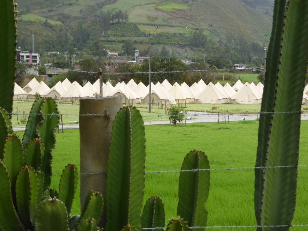 Una-vista-a-través-de-la-cerca-de-cactus-en-las-primeras-carpas-erigidas
